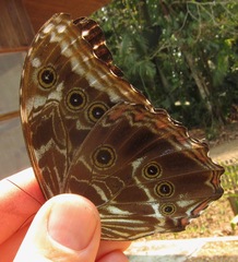 Morpho deidamia