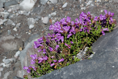 Penstemon fruticosus