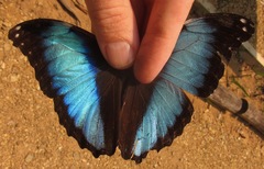 Morpho deidamia