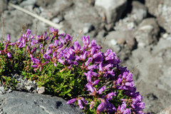 Penstemon fruticosus