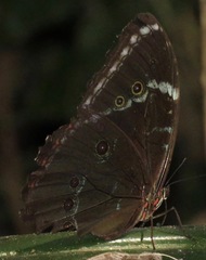Morpho helenor pindarus