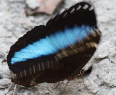 Morpho helenor pindarus