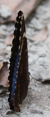Morpho helenor pindarus