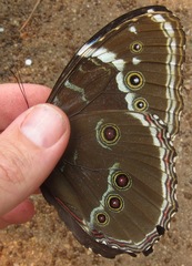 Morpho helenor pindarus