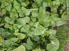 Petasites pyrenaicus