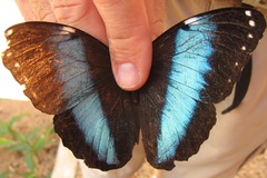 Morpho helenor pindarus