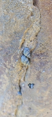 Echinolittorina interrupta