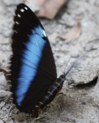 Morpho helenor pindarus