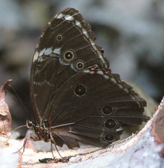 Morpho helenor pindarus