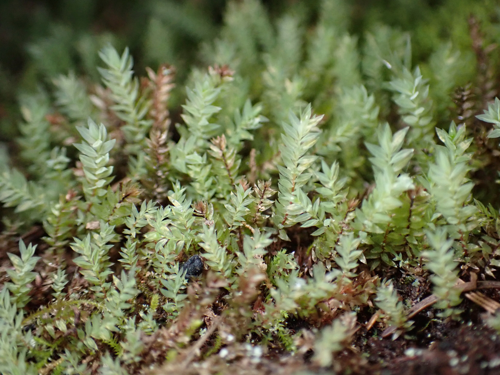 Pohlia cruda