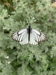 Aporia bieti