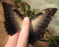 Morpho telemachus