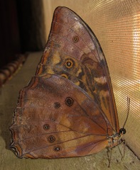 Morpho telemachus