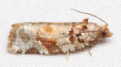 Argyrotaenia kimballi