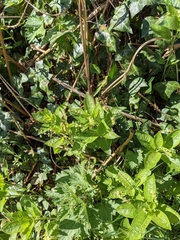 Mercurialis perennis