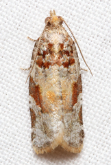 Argyrotaenia kimballi