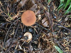 Lactarius fragilis