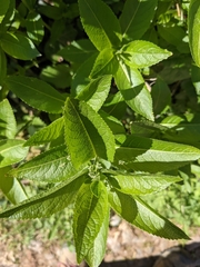 Mercurialis perennis