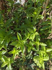 Mercurialis perennis