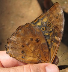 Morpho telemachus