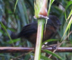 Catamblyrhynchus diadema