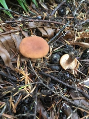 Lactarius fragilis