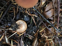 Lactarius fragilis
