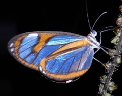 Napeogenes sylphis