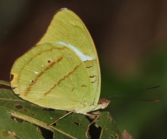 Nessaea obrinus