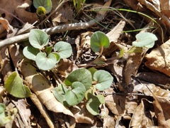 Viola walteri