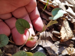 Viola walteri