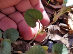 Viola walteri
