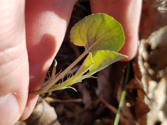 Viola walteri