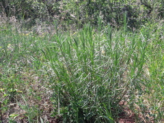 Galatella linosyris