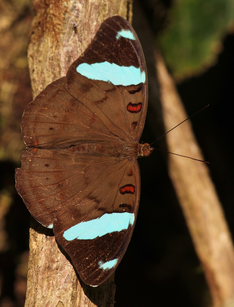 Obrinus Olivewing