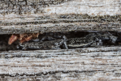 Holoplatys lhotskyi