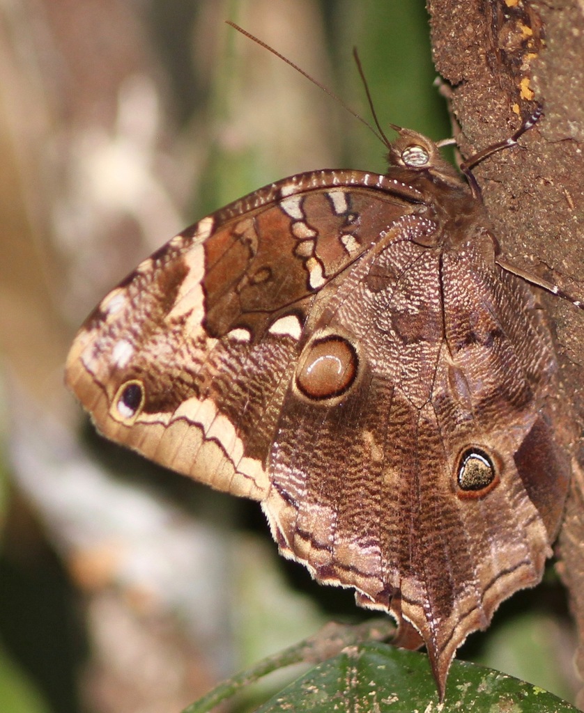 Opoptera