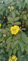 Berberidinae