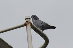 Columba oenas
