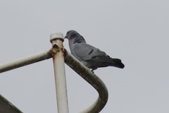 Columba oenas