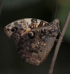 Opsiphanes quiteria quiteria