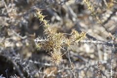Acanthogilia gloriosa