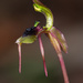 Bare-tip Wasp-Orchid - Photo (c) Catherine Grenfell, some rights reserved (CC BY-NC), uploaded by Catherine Grenfell