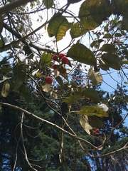 Citharexylum subflavescens