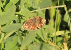 Phyciodes phaon phaon