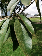 Citharexylum subflavescens