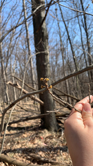 Hamamelis virginiana
