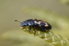 Glischrochilus confluentus