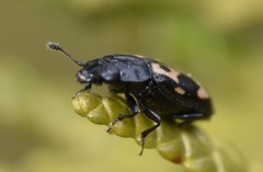 Glischrochilus confluentus