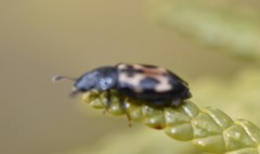 Glischrochilus confluentus